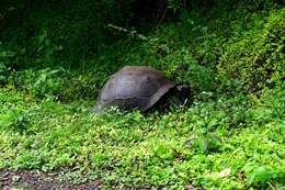 Image of Abingdon Island Giant Tortoise