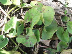 Image of Centella