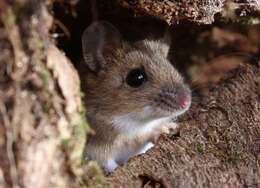 Image of Yellow-necked Field Mouse