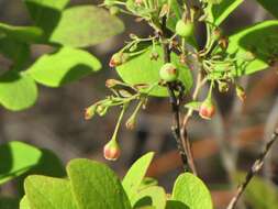 Image of blue huckleberry