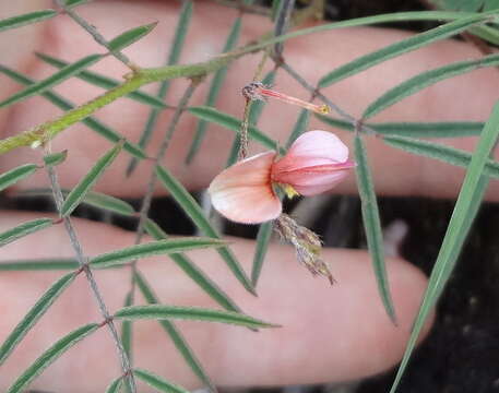 Image of Indigofera filipes Harv.