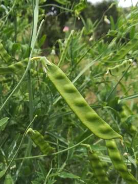 Imagem de Lathyrus clymenum L.