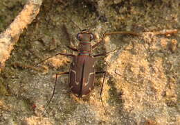 Image of Cicindela (Cicindelidia) tenuisignata Le Conte 1851