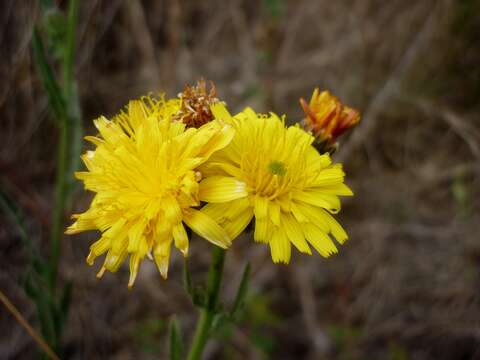 Слика од Picris hieracioides L.