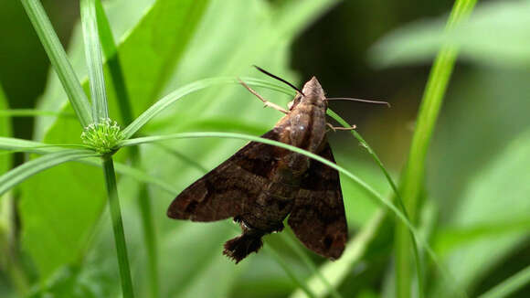 Imagem de Macroglossum divergens heliophila Boisduval (1875)