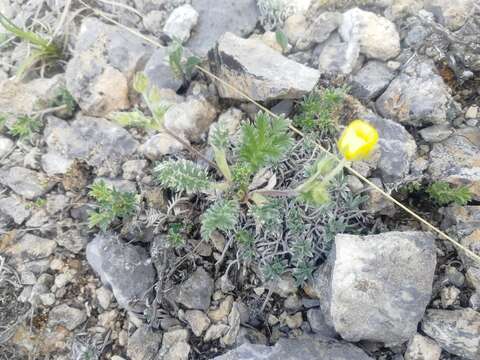 Image of Potentilla sericea L.