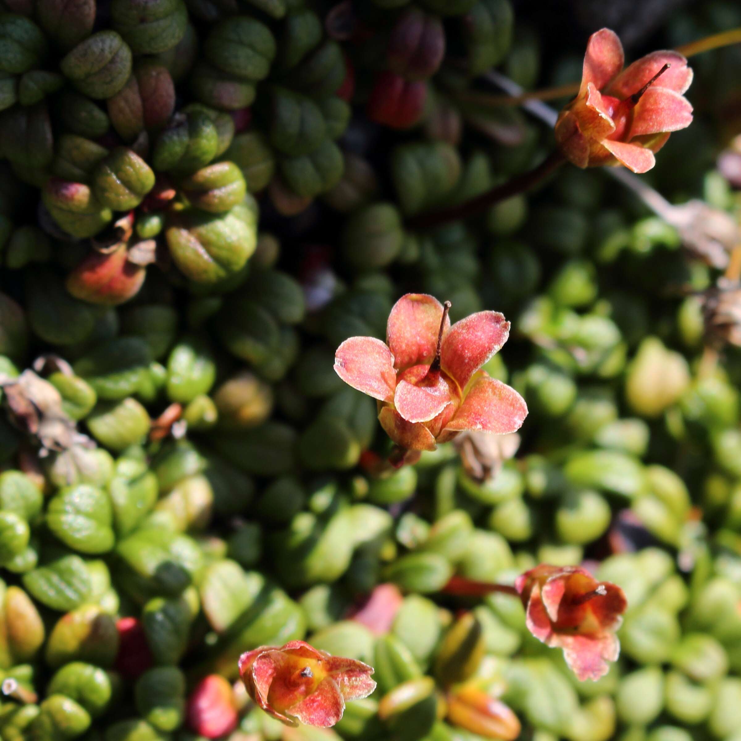 Image of diapensia