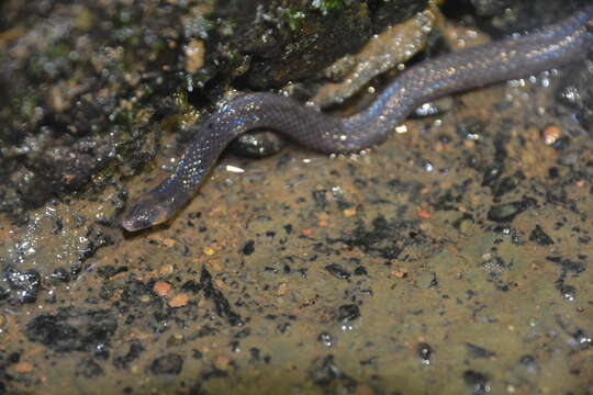 صورة Pseudorabdion longiceps (Cantor 1847)