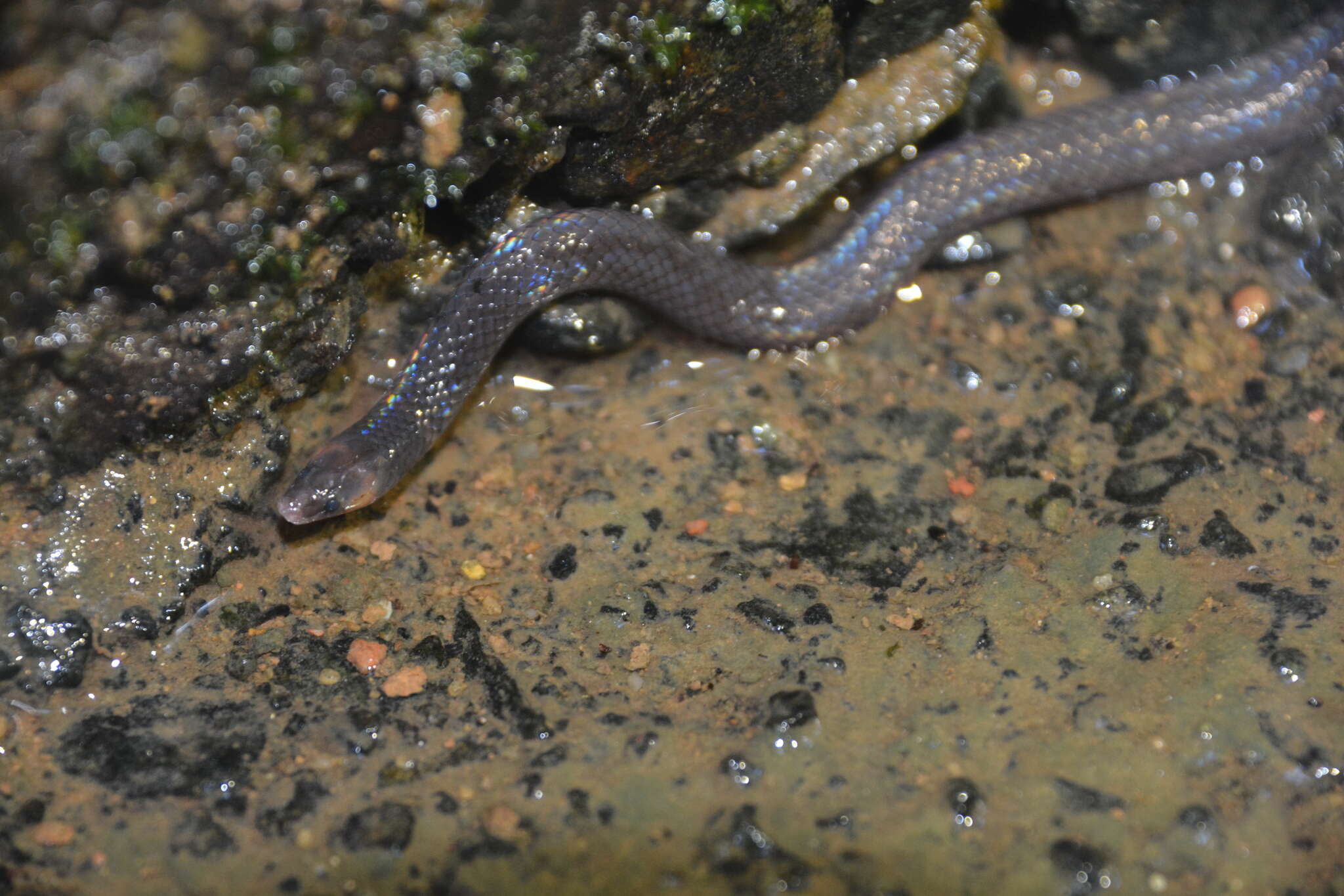 Image of Cantor's Dwarf Reed Snake