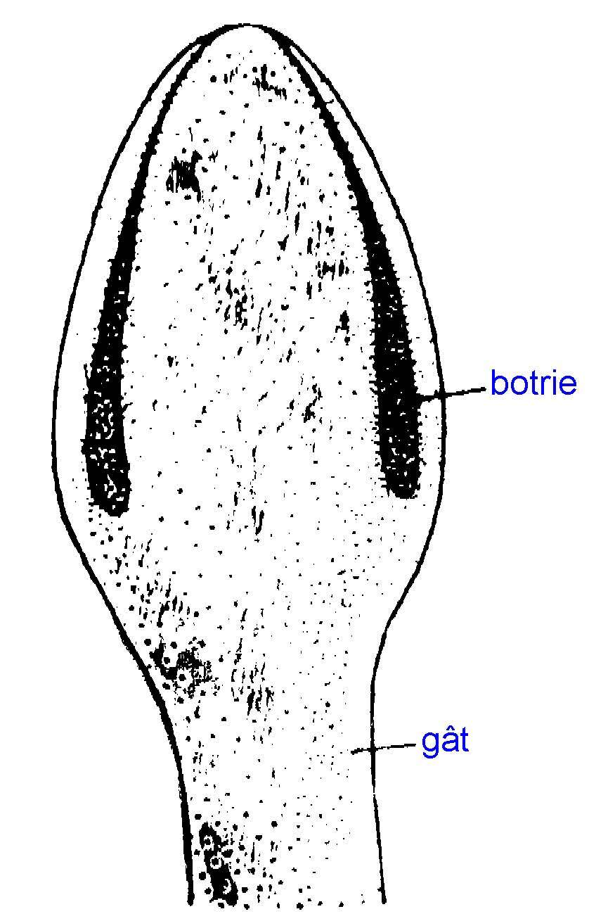 Image of cestodes