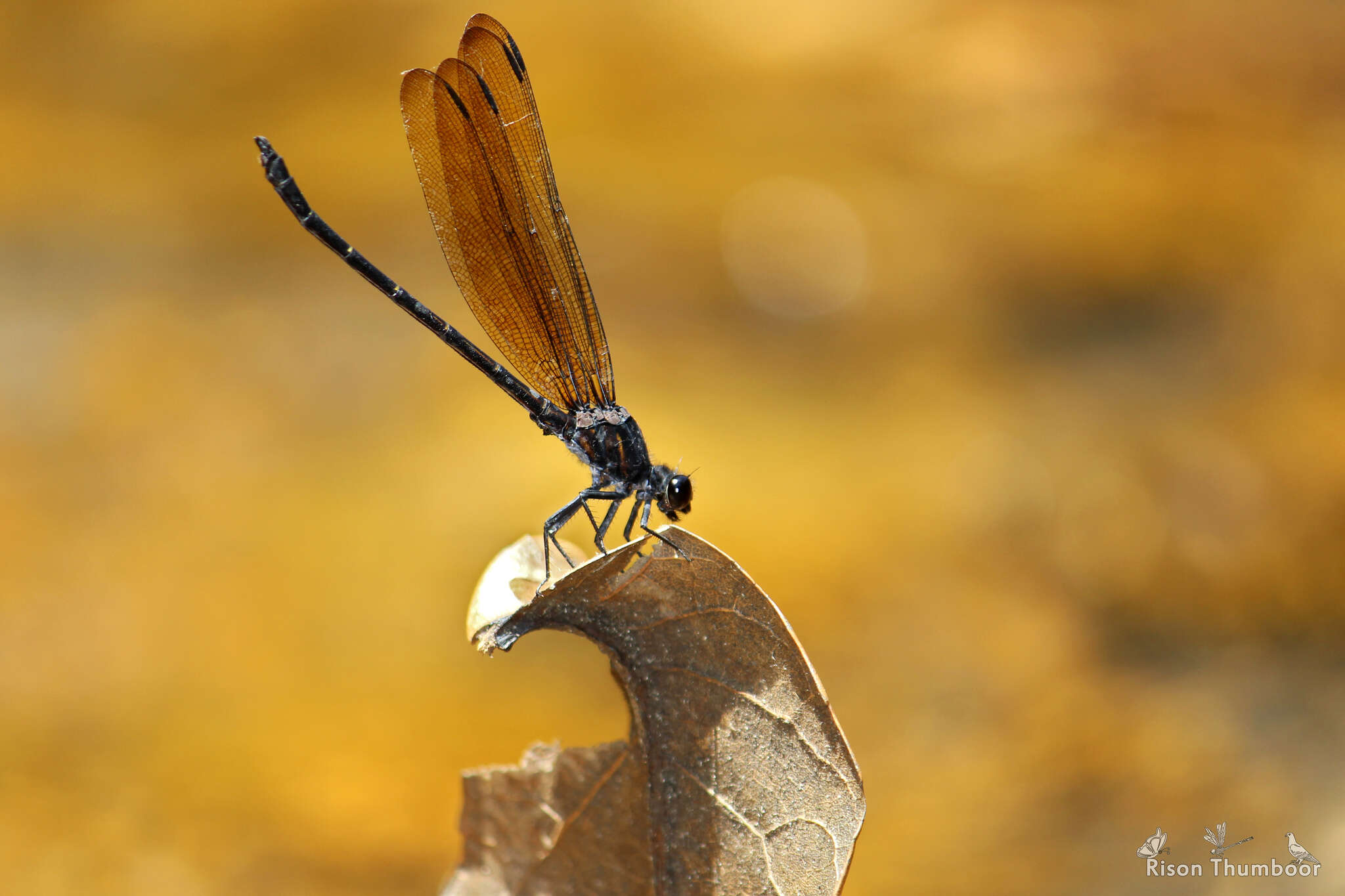 Image of black torrent dart