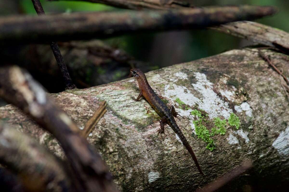 Imagem de Sphenomorphus sabanus Inger 1958