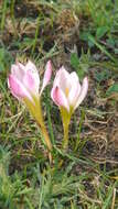 Image of Zephyranthes brevipes Standl.