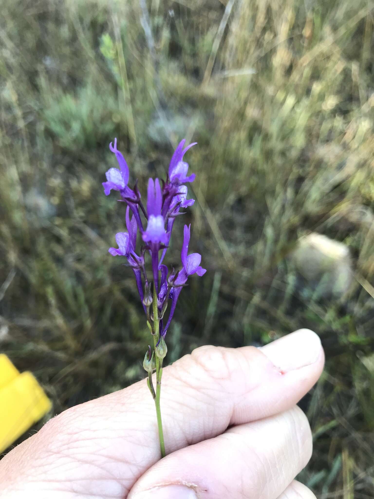 Image of Jersey toadflax