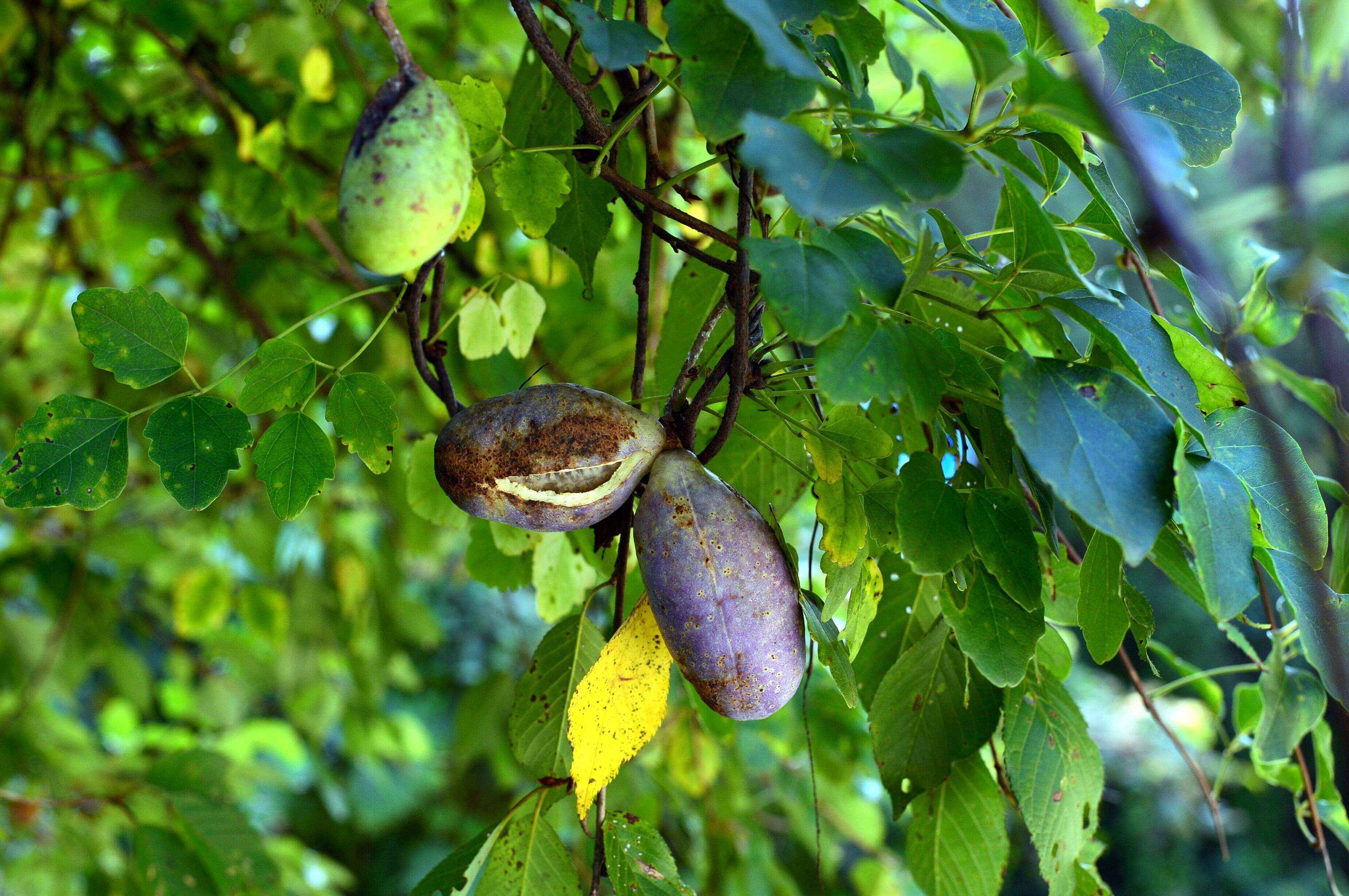 Image of Akebia trifoliata (Thunb.) Koidz.