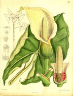 Image de Montrichardia arborescens (L.) Schott