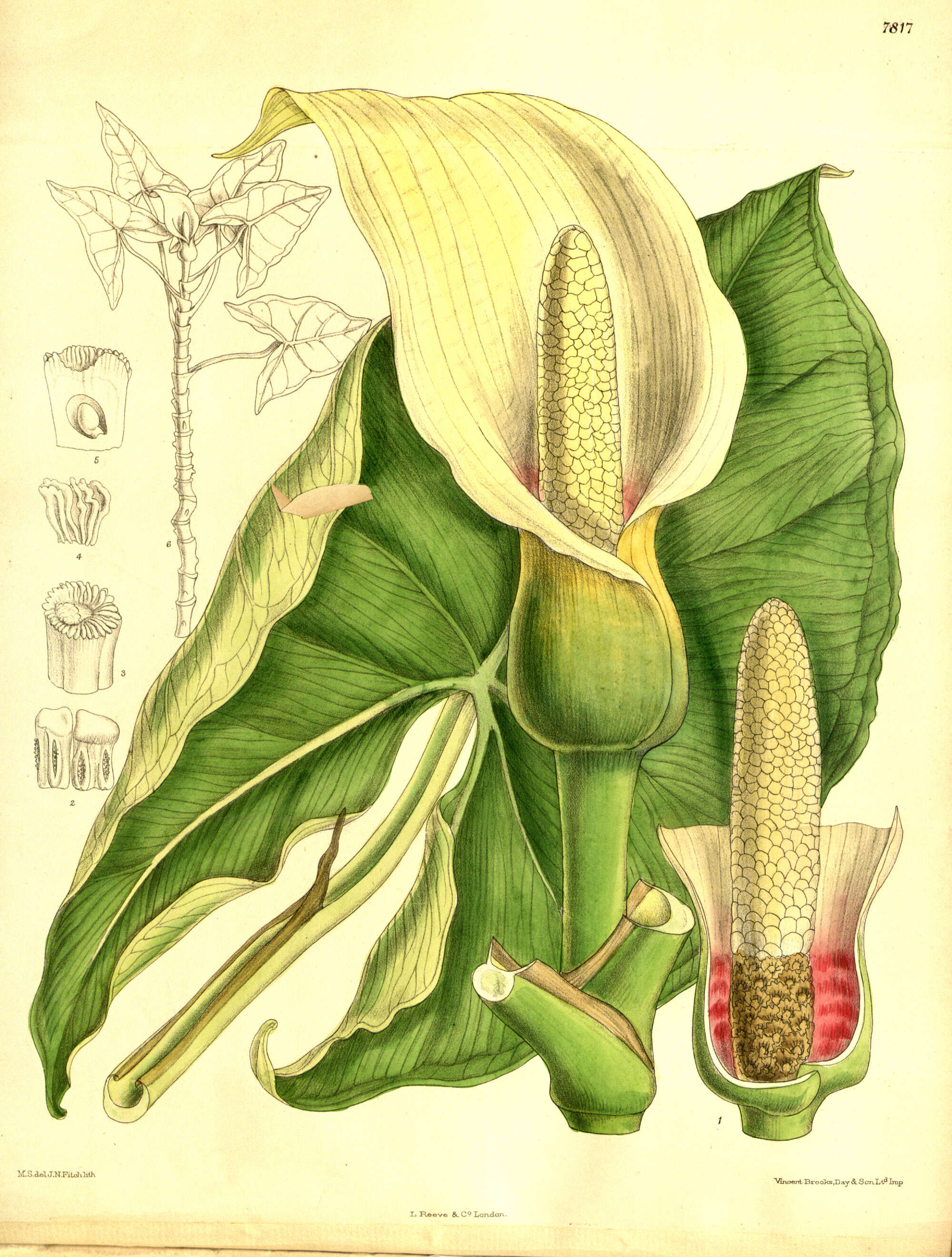 Image of yautia madera