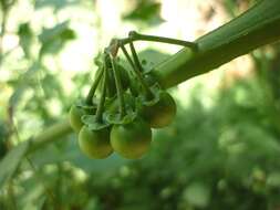 Plancia ëd Solanum nigrum L.