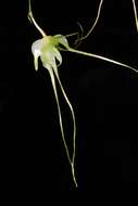 Imagem de Aeranthes caudata Rolfe