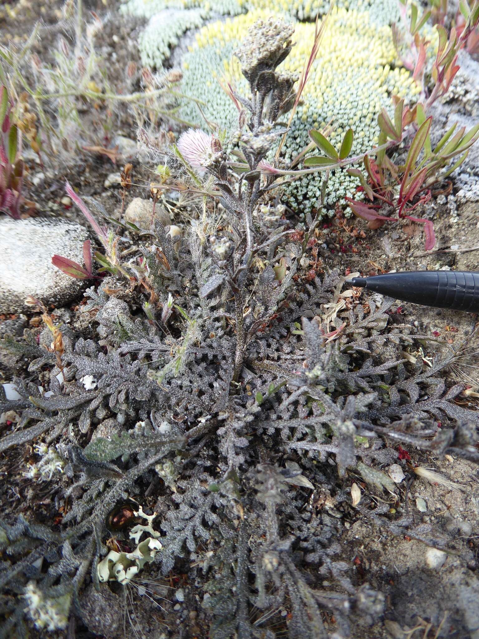 صورة Lepidium sisymbrioides Hook. fil.