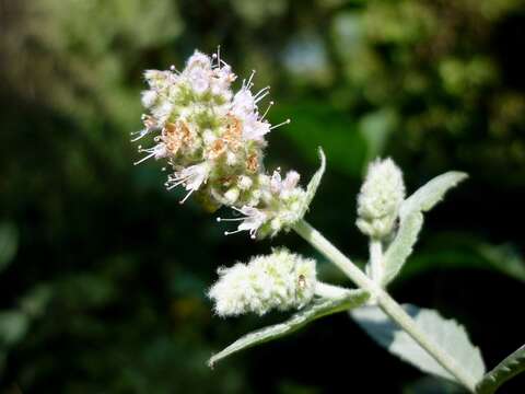 Image of Horse Mint