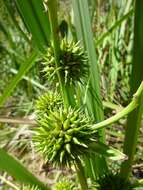 Image of Branched Bur-reed