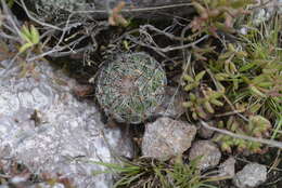 Image of Mammillaria longiflora (Britton & Rose) A. Berger