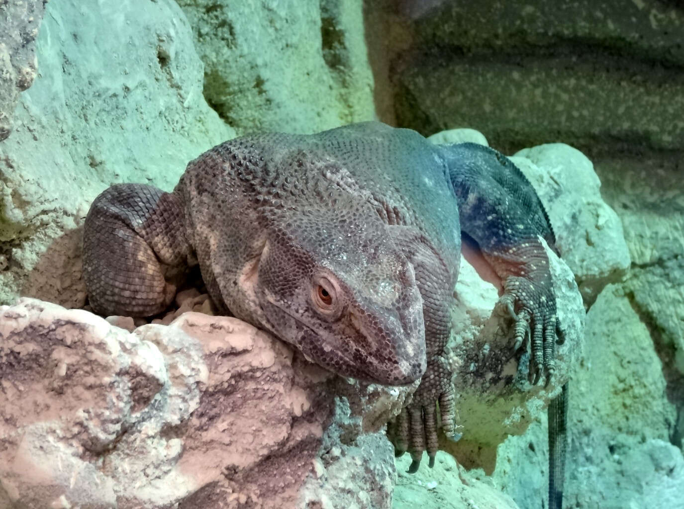 Image of White-throated monitor