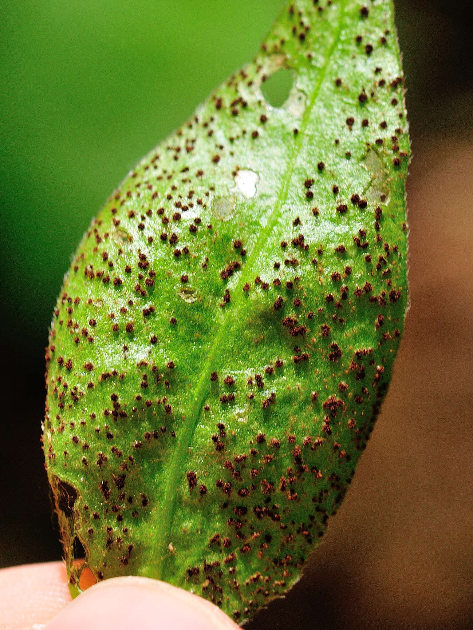 Plancia ëd Puccinia vincae (DC.) Berk. 1836