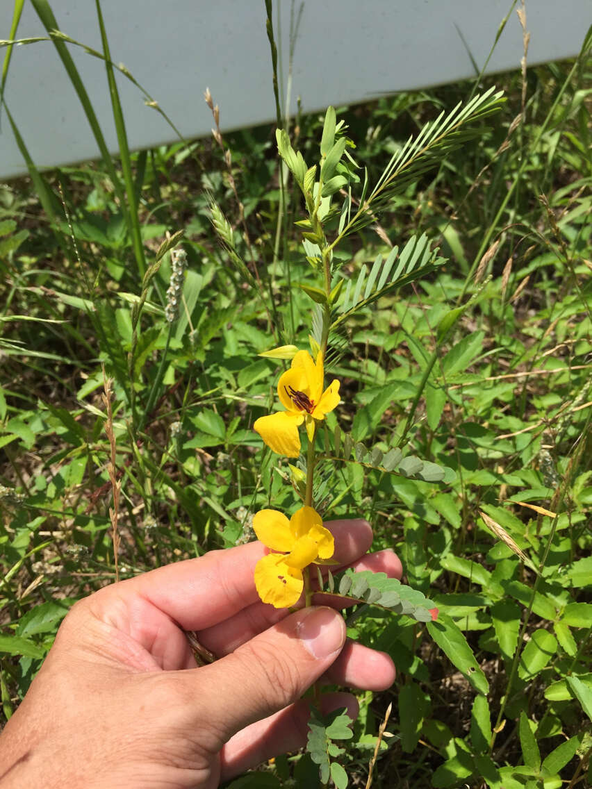 Image of partridge pea