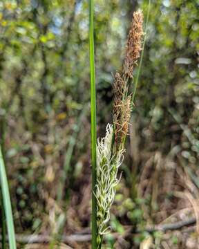 Carex striata Michx. resmi