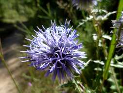 Image of southern globethistle