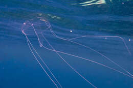 Image of trunked jellyfish