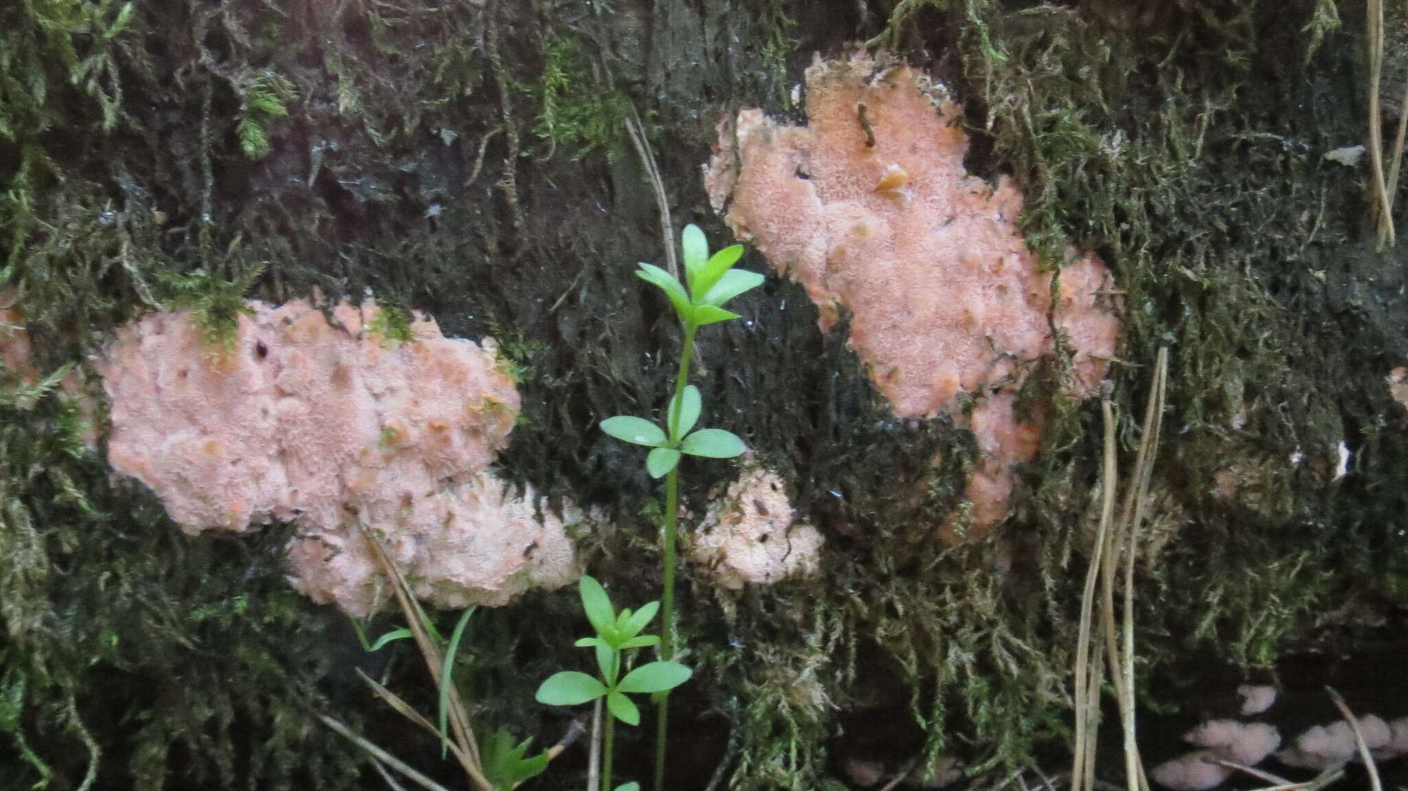 Rhodonia placenta (Fr.) Niemelä, K. H. Larss. & Schigel 2005 resmi