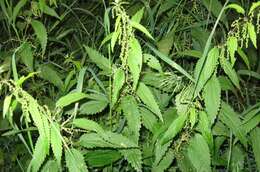 Image of Common Nettle