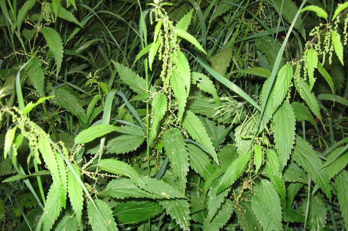 Image of Common Nettle