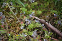 Image of Early Forget-me-not