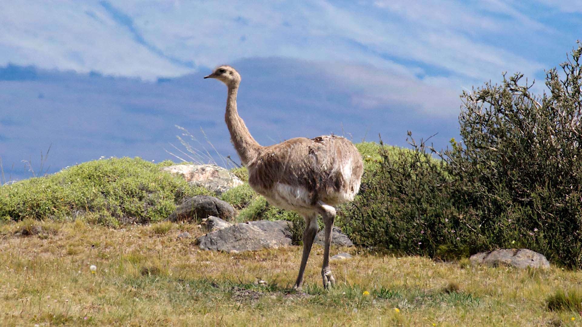 Image of Lesser Rhea