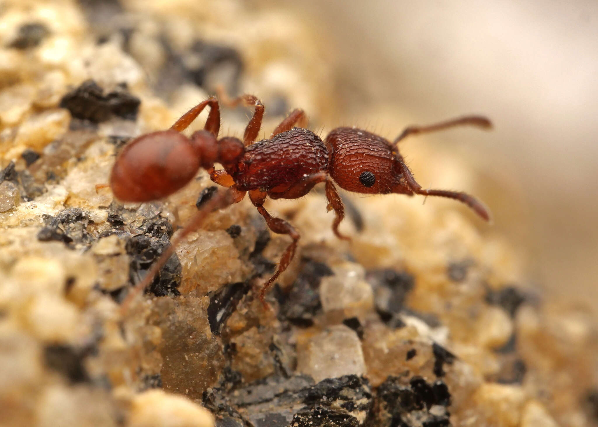 Image of Tetramorium spinosum (Pergande 1896)