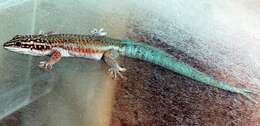 Plancia ëd Phelsuma barbouri Loveridge 1942