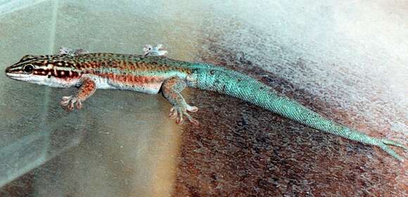 Image of Barbour's day gecko