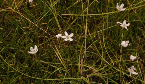 صورة Limosella longiflora Kuntze