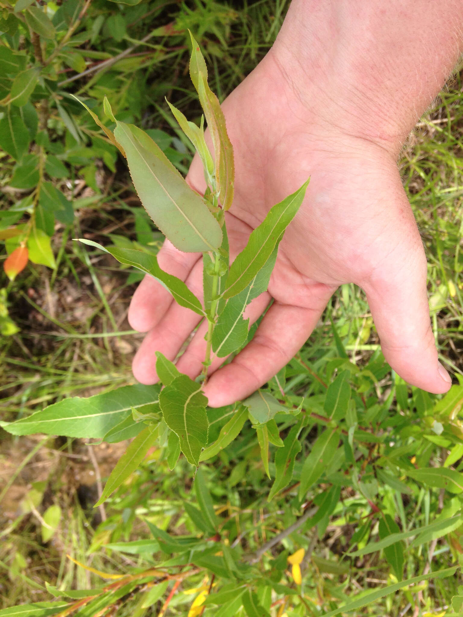 Image of Missouri River willow