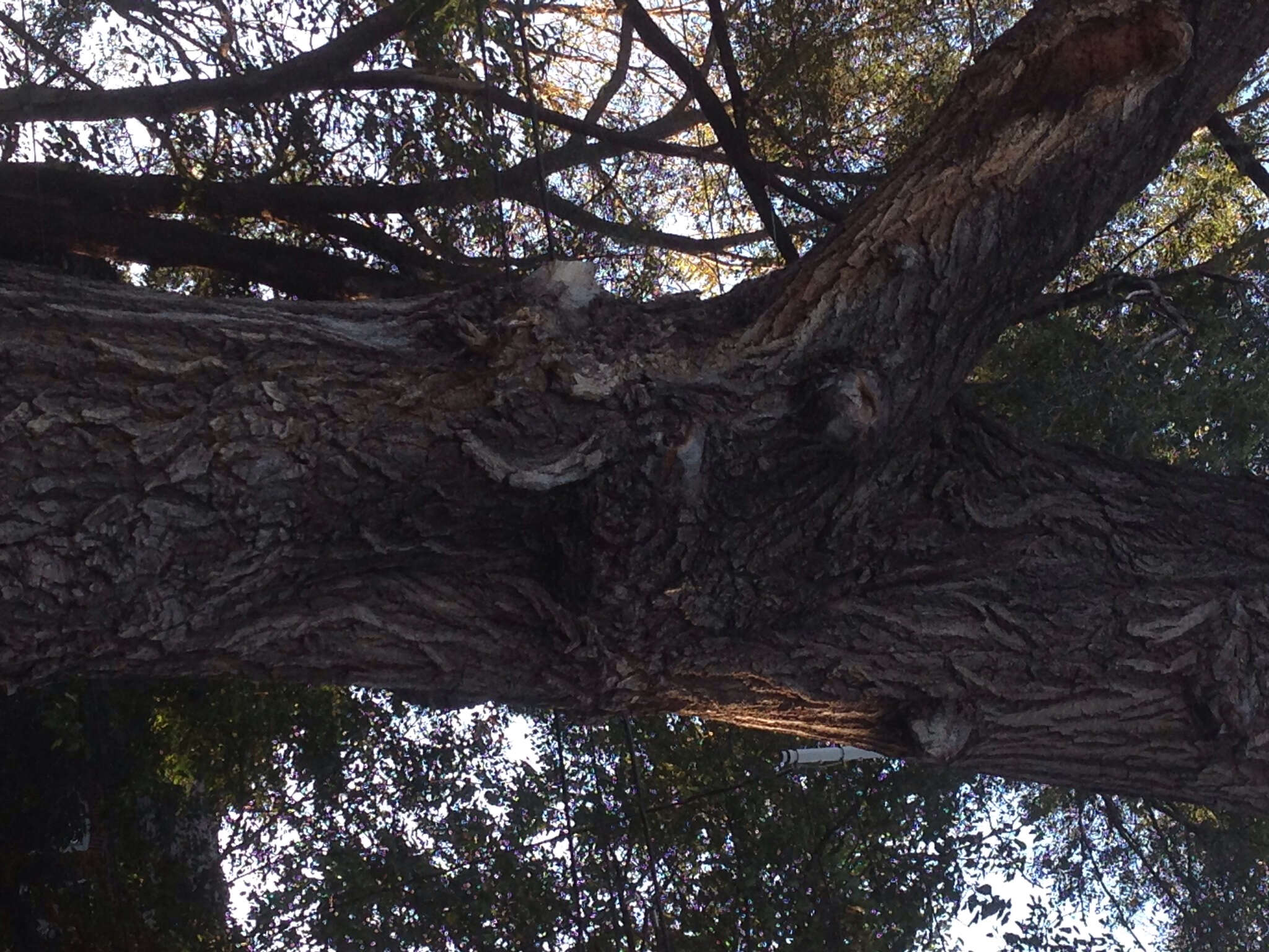 Image of Siberian Elm