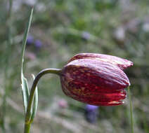 Слика од Fritillaria orientalis Adams