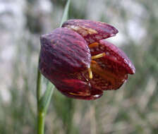 Слика од Fritillaria orientalis Adams