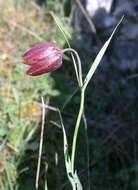 Слика од Fritillaria orientalis Adams