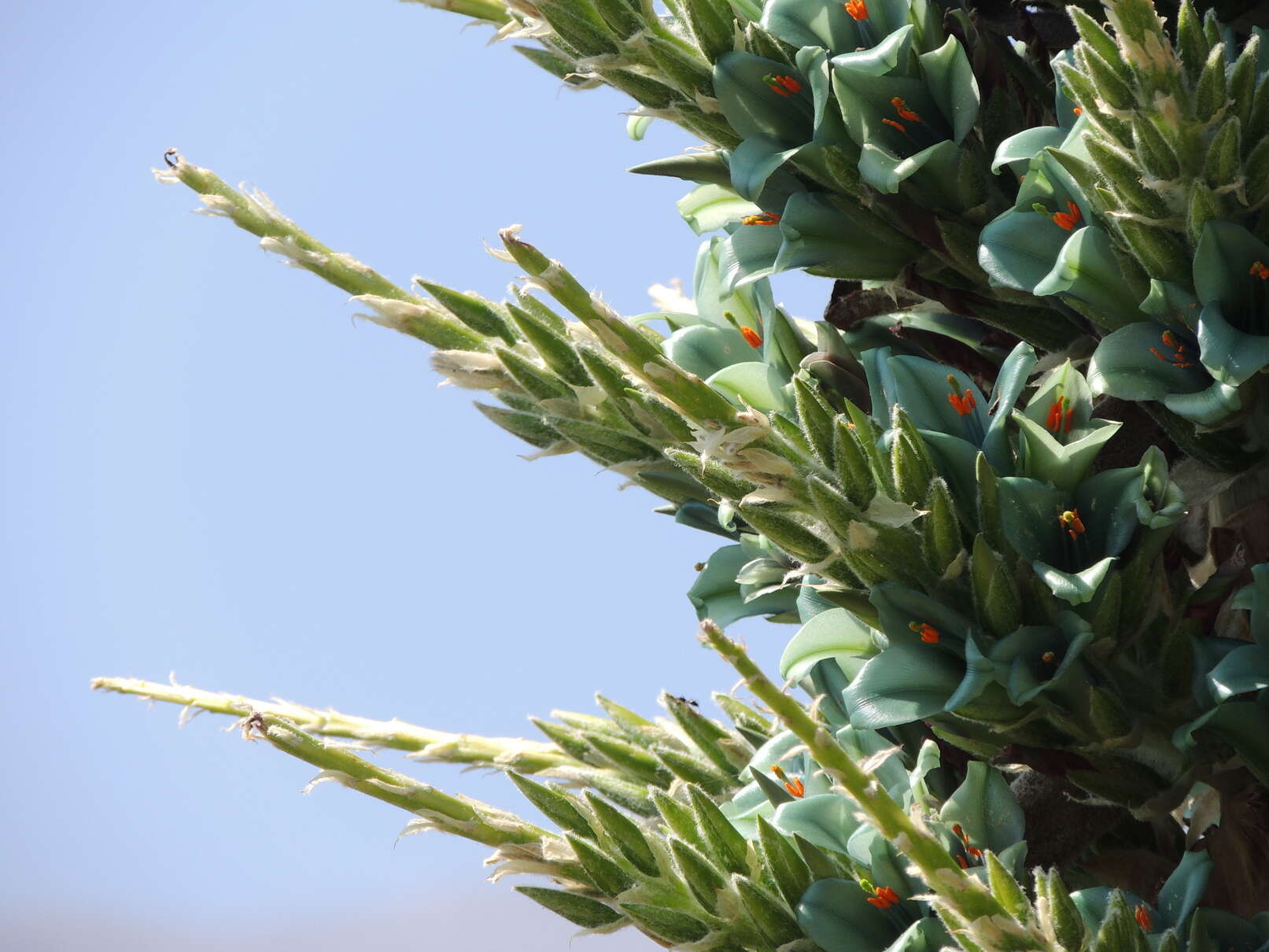 Puya alpestris subsp. zoellneri Zizka, J. V. Schneid. & Novoa的圖片