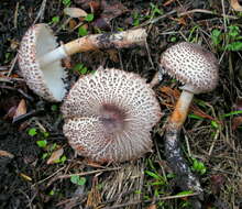 Image of Leucoagaricus erythrophaeus Vellinga 2010