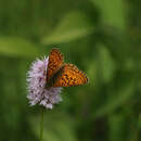 Image of Boloria eunomia dawsoni